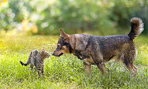 Doenças parasitárias em animais de companhia